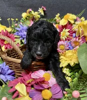 Milo, a male Cockapoo for sale in Sunbury, PA – 5 of 6