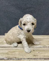 Maximus, a male Cockapoo for sale in Sunbury, PA – 7 of 9