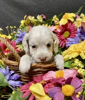 Lola, a female Cockapoo for sale in Sunbury, PA – 7 of 10