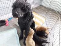 Ace, a male Poodle - Standard  for sale in Tampa, FL – 5 of 5
