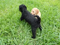 Athos, a male Poodle - Standard  for sale in Tampa, FL – 4 of 8