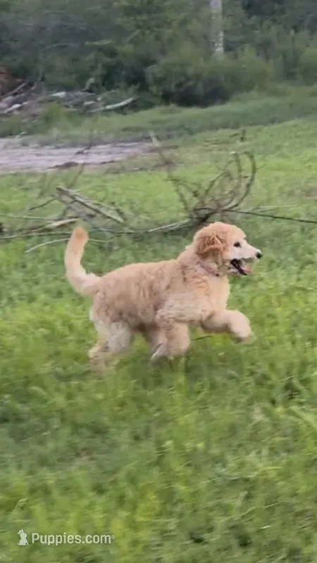 Gia – Poodle - Standard  puppy for sale in Tampa, FL