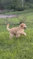 Gia, a female Poodle - Standard  for sale in Tampa, FL – 1 of 3