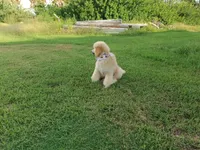 Ace, a male Poodle - Standard  for sale in Tampa, FL – 4 of 8