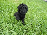 Ari, a female Poodle - Standard  for sale in Tampa, FL – 4 of 7