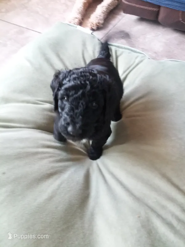 Athos – Poodle - Standard  puppy for sale in Tampa, FL