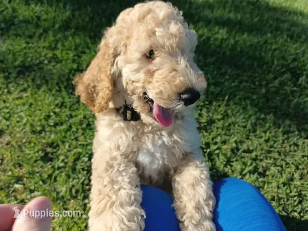 Ace – Poodle - Standard  puppy for sale in Tampa, FL