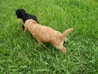 Ace, a male Poodle - Standard  for sale in Tampa, FL – 2 of 5