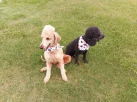 Ace, a male Poodle - Standard  for sale in Tampa, FL – 7 of 7