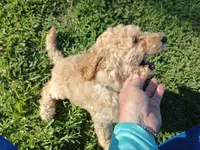 Ace, a male Poodle - Standard  for sale in Tampa, FL – 2 of 7