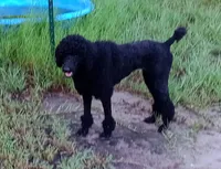 Ace, a male Poodle - Standard  for sale in Tampa, FL – 3 of 5
