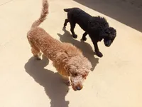 Ari, a female Poodle - Standard  for sale in Tampa, FL – 7 of 7
