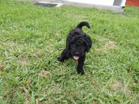Ari, a female Poodle - Standard  for sale in Tampa, FL – 1 of 7