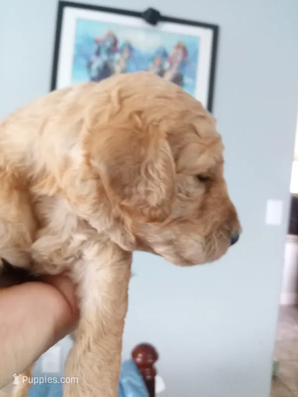 Ace – Poodle - Standard  puppy for sale in Tampa, FL