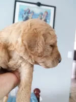 Ace, a male Poodle - Standard  for sale in Tampa, FL – 1 of 5