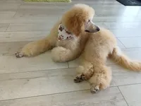 Ace, a male Poodle - Standard  for sale in Tampa, FL – 2 of 8