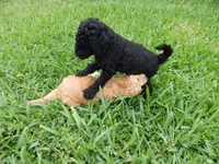 Athos, a male Poodle - Standard  for sale in Tampa, FL – 3 of 8