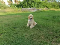 Ace, a male Poodle - Standard  for sale in Tampa, FL – 3 of 8