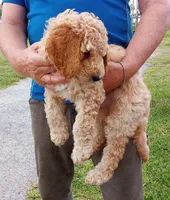 Ace, a male Poodle - Standard  for sale in Tampa, FL – 3 of 7