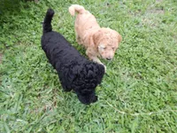 Athos, a male Poodle - Standard  for sale in Tampa, FL – 5 of 8