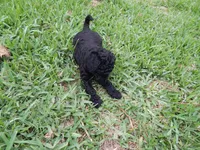 Ari, a female Poodle - Standard  for sale in Tampa, FL – 2 of 7