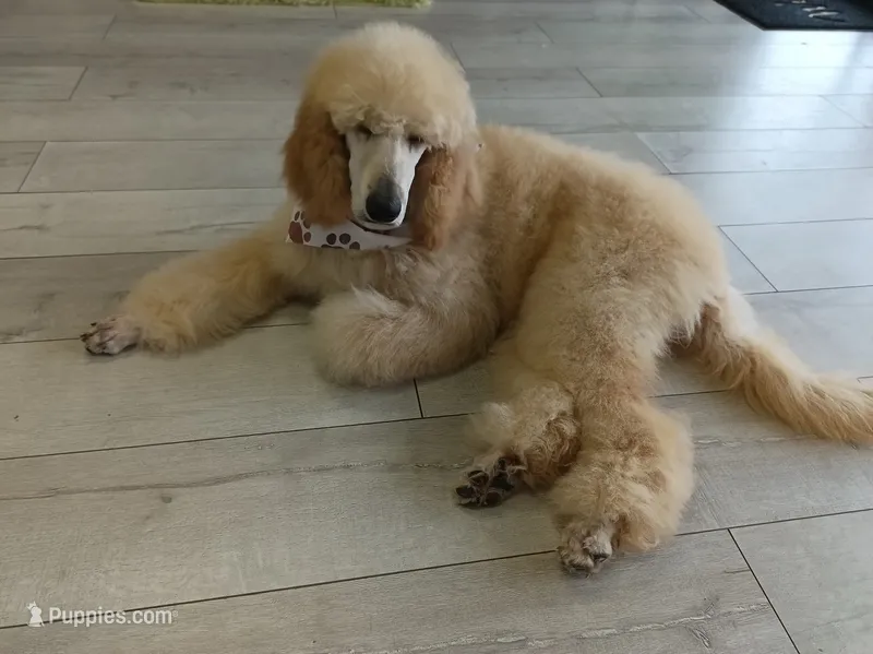 Ace – Poodle - Standard  puppy for sale in Tampa, FL