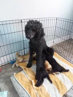 Athos, a male Poodle - Standard  for sale in Tampa, FL – 7 of 8