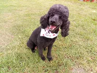 Ace, a male Poodle - Standard  for sale in Tampa, FL – 6 of 7