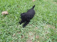 Ari, a female Poodle - Standard  for sale in Tampa, FL – 3 of 7