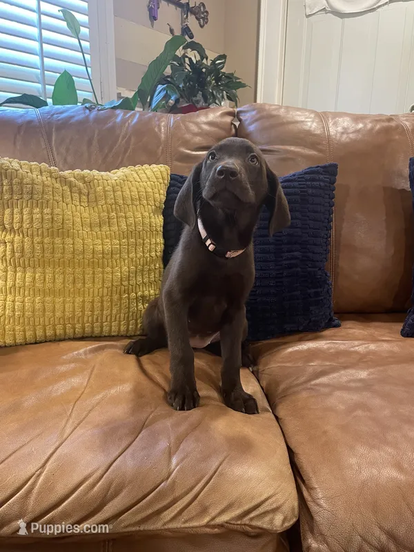 AKC female Pink-(chocolate) – Labrador Retriever puppy for sale in Dearing, GA