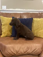 AKC female-Purple(chocolate), a male Labrador Retriever for sale in Dearing, GA – 2 of 4