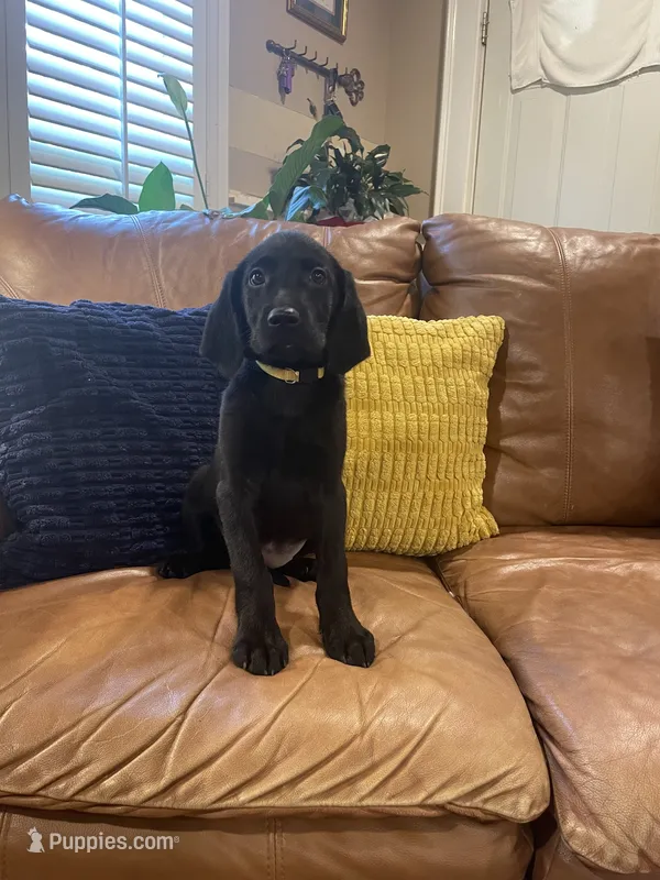AKC female Yellow-(black) – Labrador Retriever puppy for sale in Dearing, GA