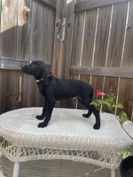 AKC female Yellow-(black), a female Labrador Retriever for sale in Dearing, GA – 3 of 5