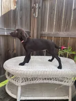 AKC female Pink-(chocolate), a female Labrador Retriever for sale in Dearing, GA – 3 of 5