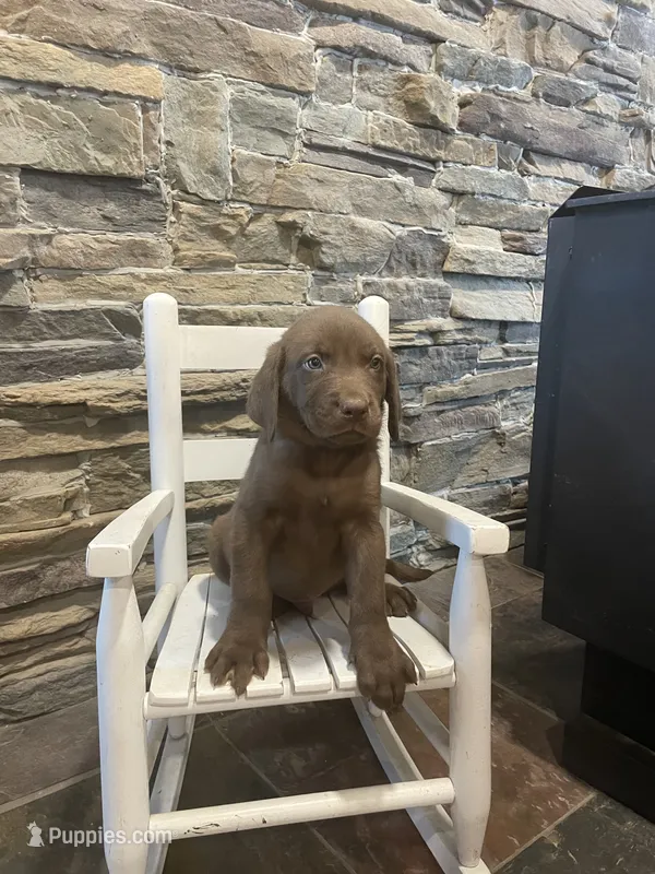 Blue Male – Labrador Retriever puppy for sale in Dearing, GA