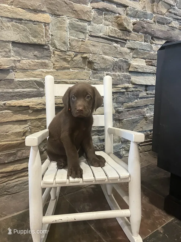 Orange Male – Labrador Retriever puppy for sale in Dearing, GA