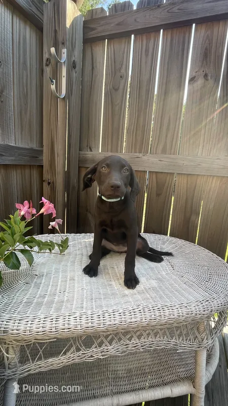 AKC female Teal-(chocolate) – Labrador Retriever puppy for sale in Dearing, GA