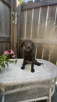 AKC female Teal-(chocolate), a female Labrador Retriever for sale in Dearing, GA – 1 of 5