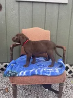 AKC Red Male(chocolate), a male Labrador Retriever for sale in Dearing, GA – 2 of 4