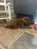 Orange Male, a male Labrador Retriever for sale in Dearing, GA – 2 of 4