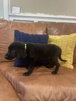 AKC male Green(black), a male Labrador Retriever for sale in Dearing, GA – 2 of 4