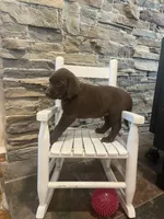 Purple Female , a female Labrador Retriever for sale in Dearing, GA – 2 of 4