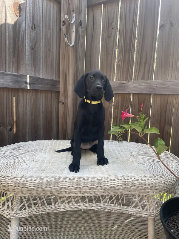 AKC female Yellow-(black) – Labrador Retriever puppy for sale in Dearing, GA