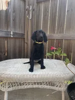 AKC female Yellow-(black), a female Labrador Retriever for sale in Dearing, GA – 2 of 5