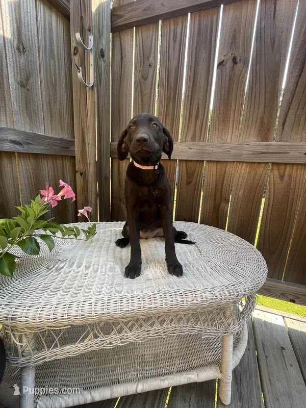 AKC female Pink-(chocolate) – Labrador Retriever puppy for sale in Dearing, GA