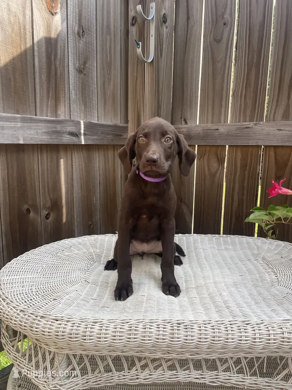 AKC female-Purple(chocolate) – Labrador Retriever puppy for sale in Dearing, GA