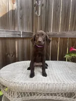 AKC female-Purple(chocolate), a female Labrador Retriever for sale in Dearing, GA – 3 of 6