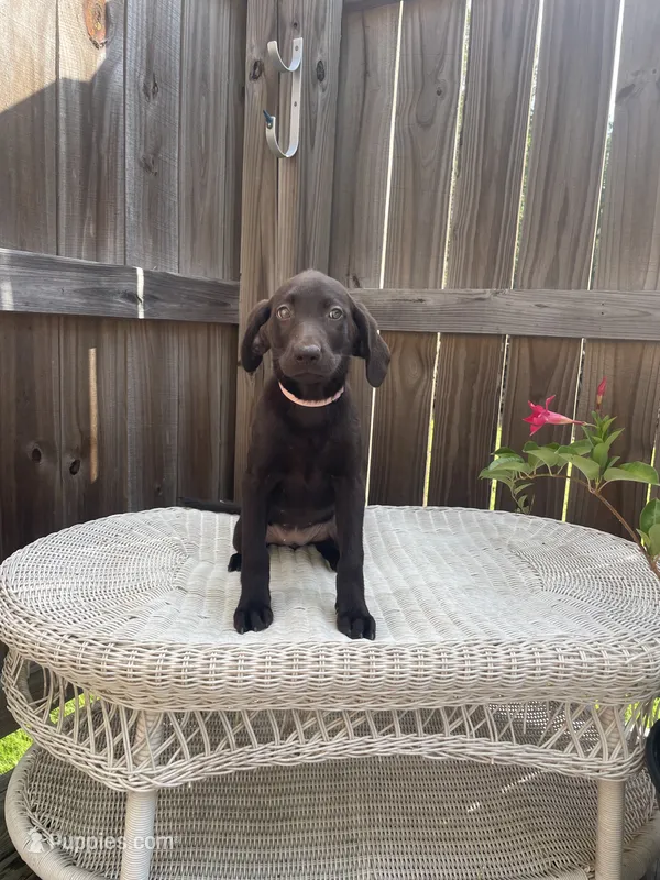 AKC female Pink-(chocolate) – Labrador Retriever puppy for sale in Dearing, GA