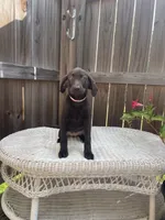 AKC female Pink-(chocolate), a female Labrador Retriever for sale in Dearing, GA – 2 of 5