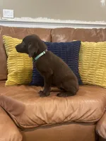 AKC female Teal-(chocolate), a male Labrador Retriever for sale in Dearing, GA – 2 of 4